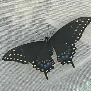 Meet your Posher, Rachel